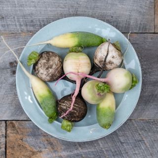 COOKSTOWNGREENS ORGANIC MIXED WINTER RADISH