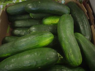 CUCUMBER FIELD ORGANIC