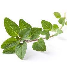 OREGANO FRESH ORGANIC 