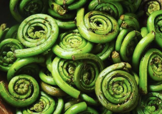 FIDDLEHEADS WILDCRAFTED