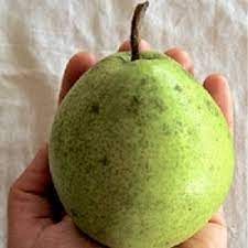 PEARS BOSC OR BARTLET LOCAL CONVENTIONAL
